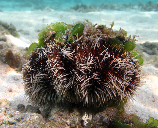  Tripneustes gratilla (Collector Urchin)